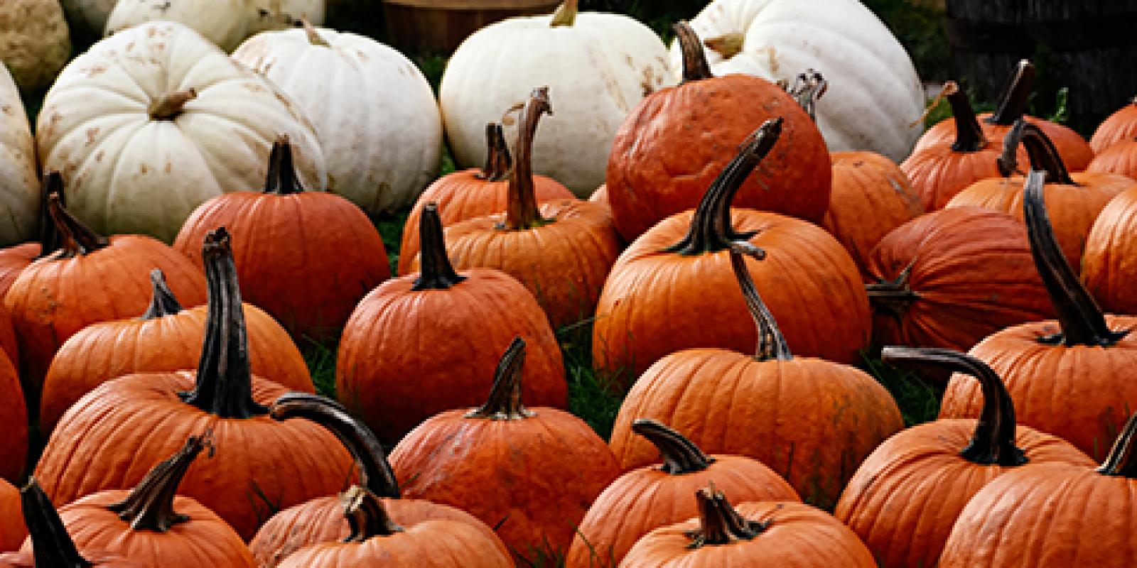 Assortment of pumpkins