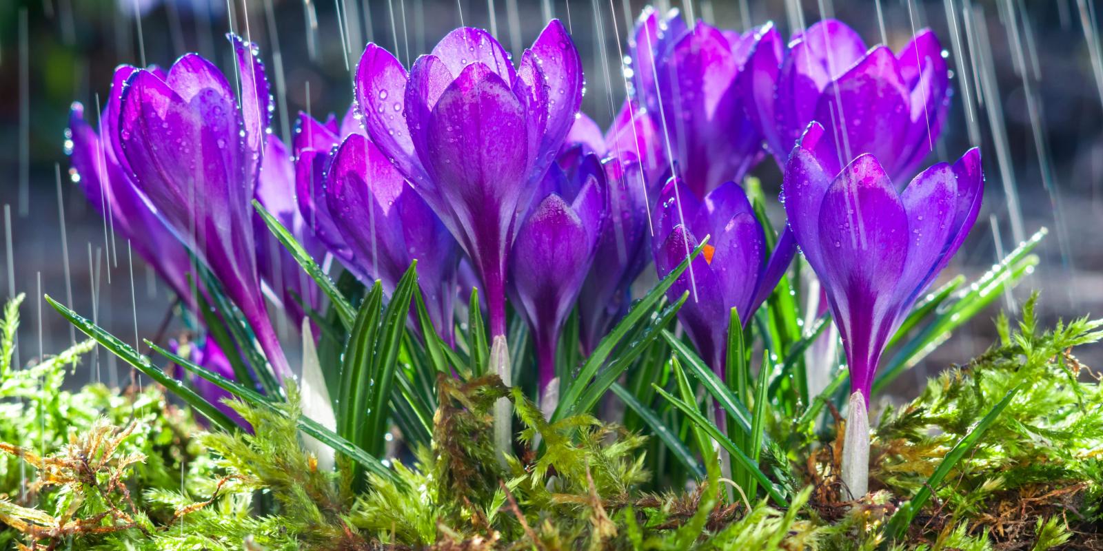 Crocuses in bloom with rain.