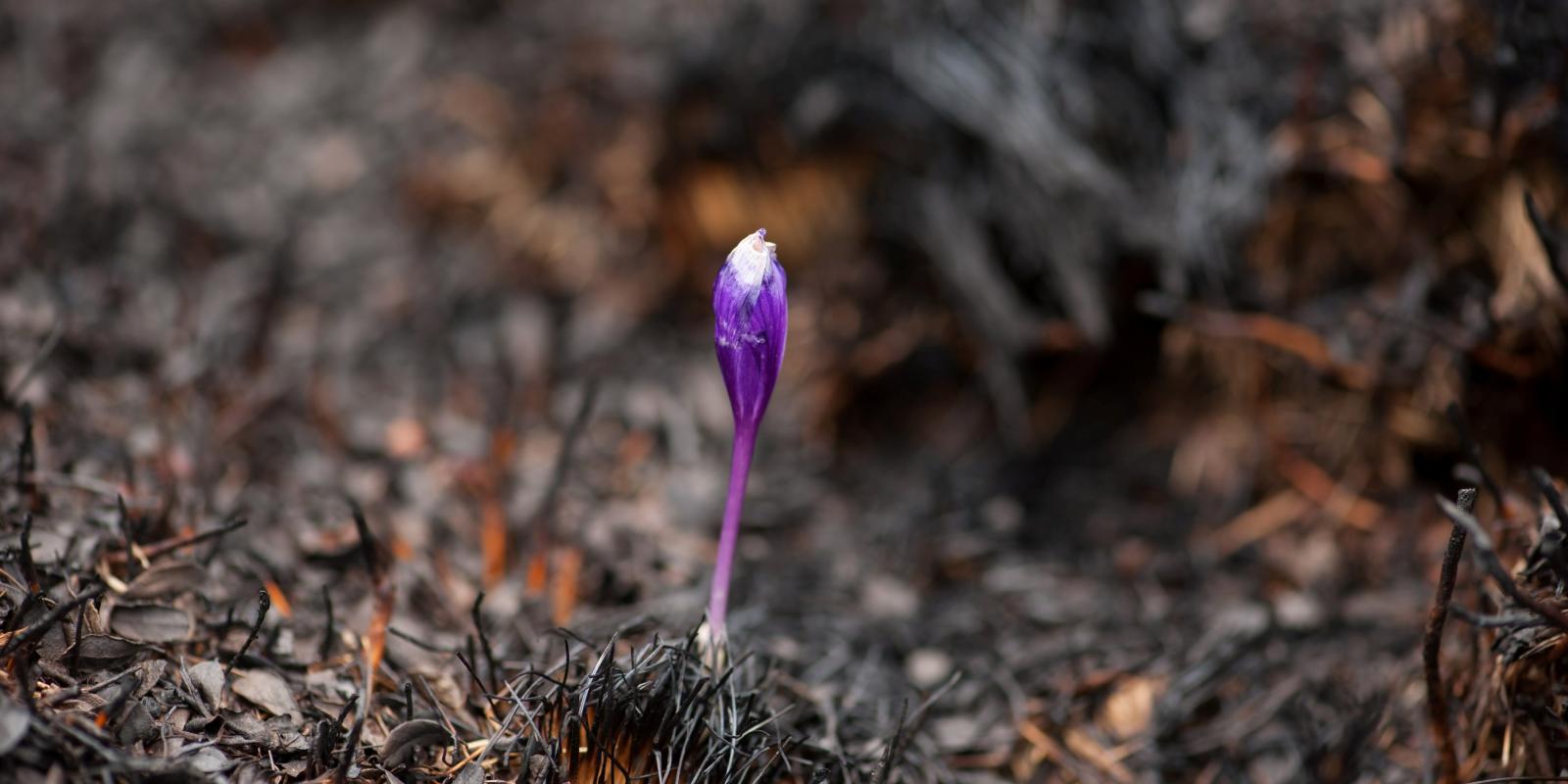 Single purple crocus in dead looking ground