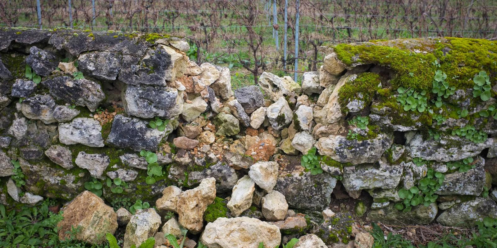 Rock wall, crumbling in the middle with vineyard in background