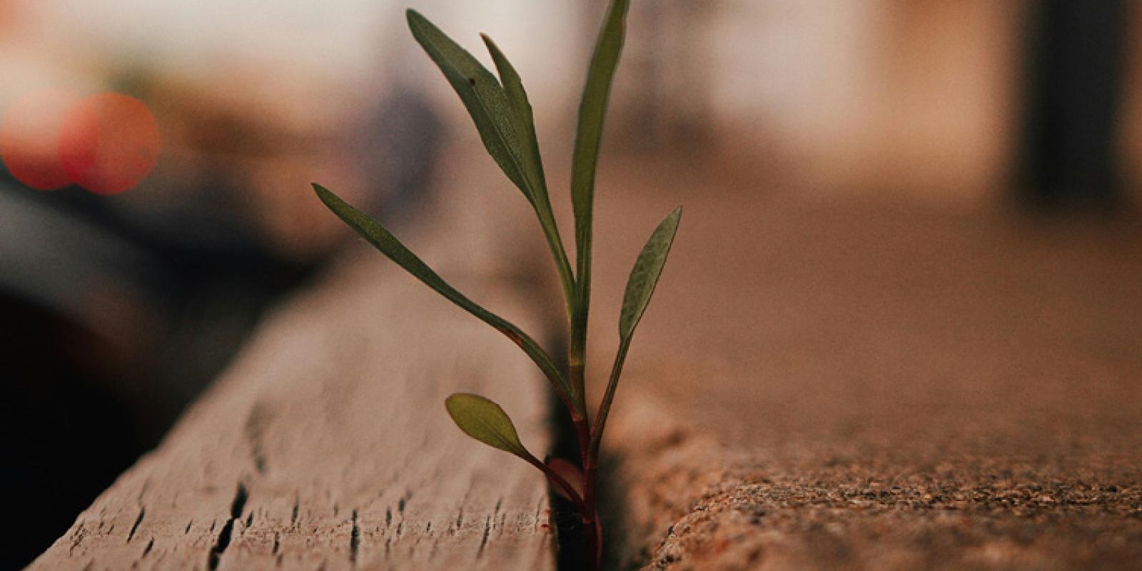 Plant growing in concrete
