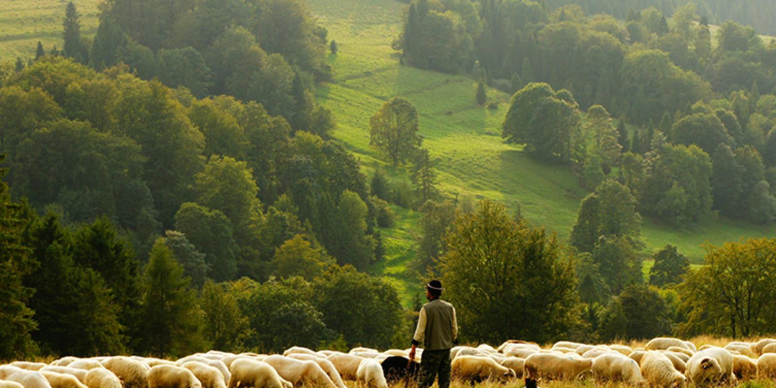 Shepherd and his sheep