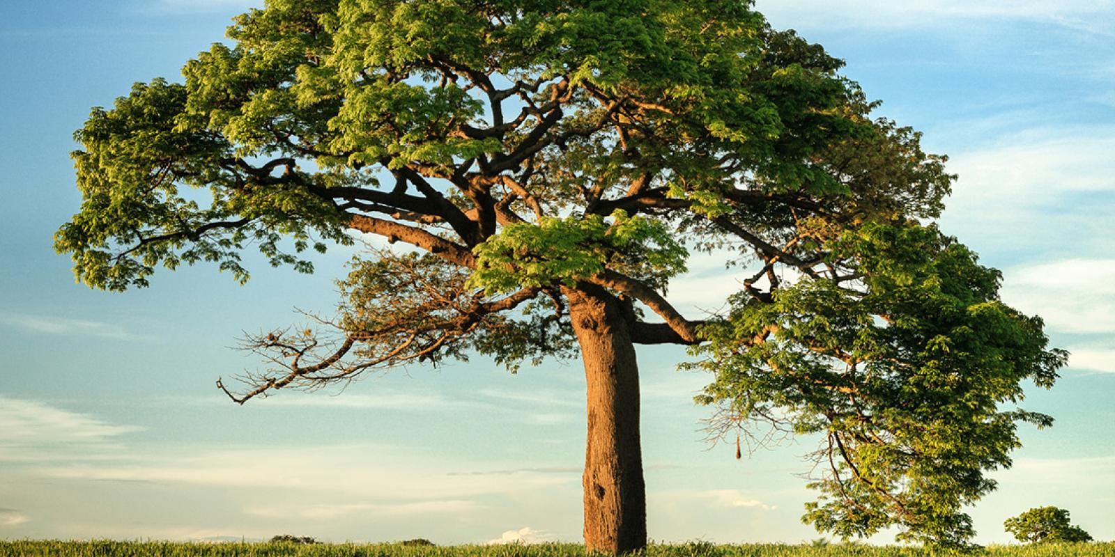 Large Tree