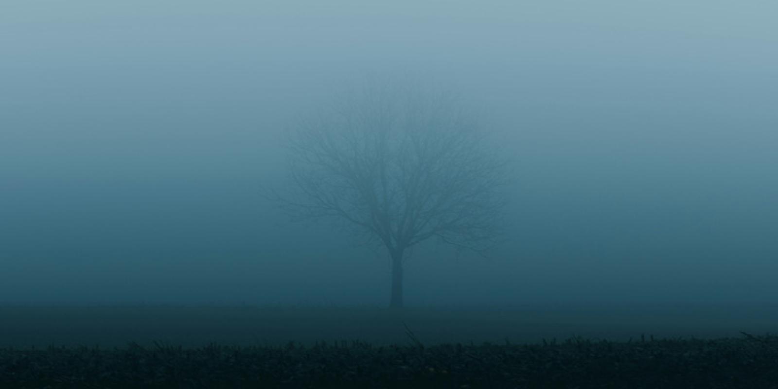 Tree hidden by fog