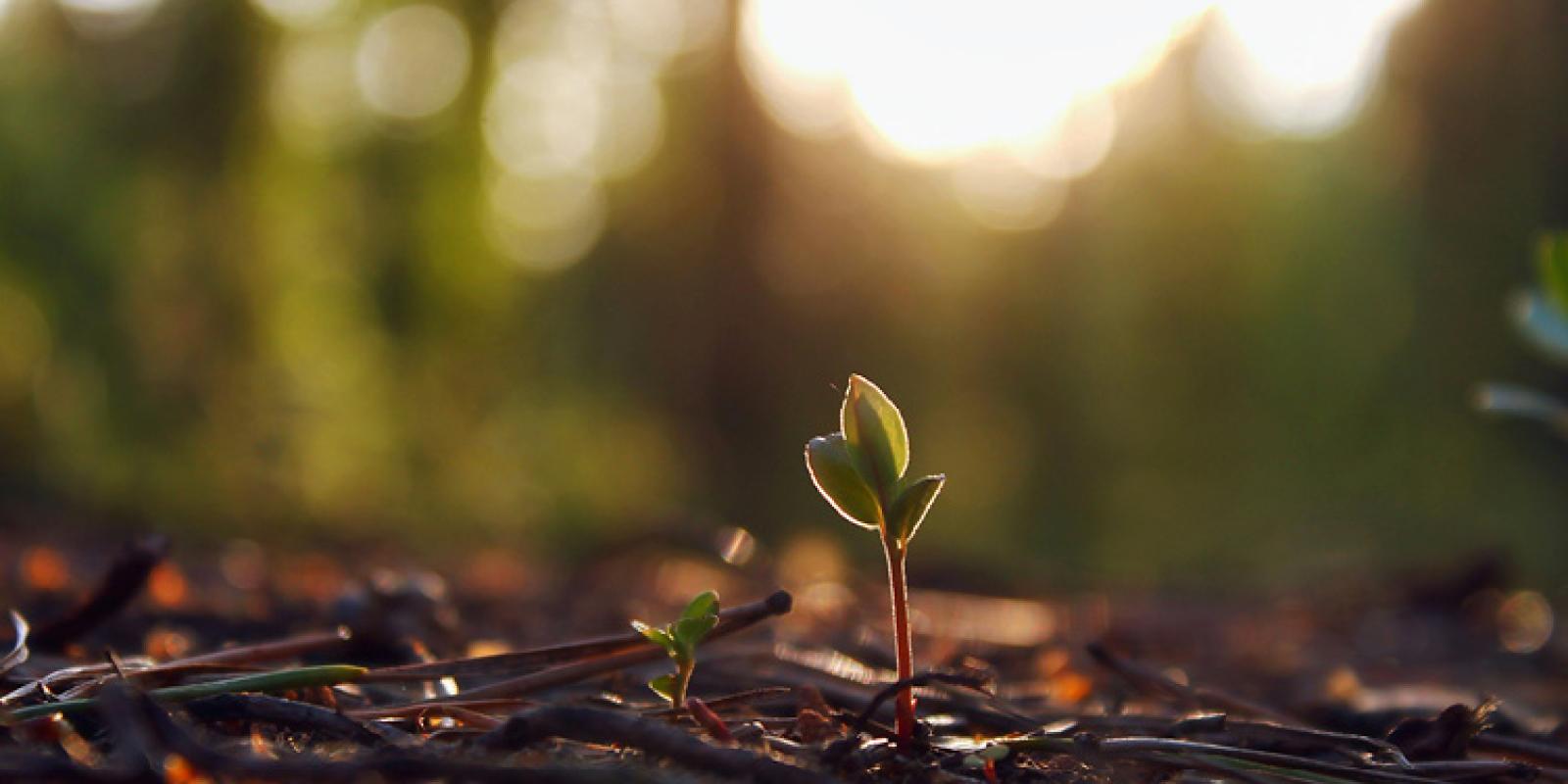 Small sprout in the woods