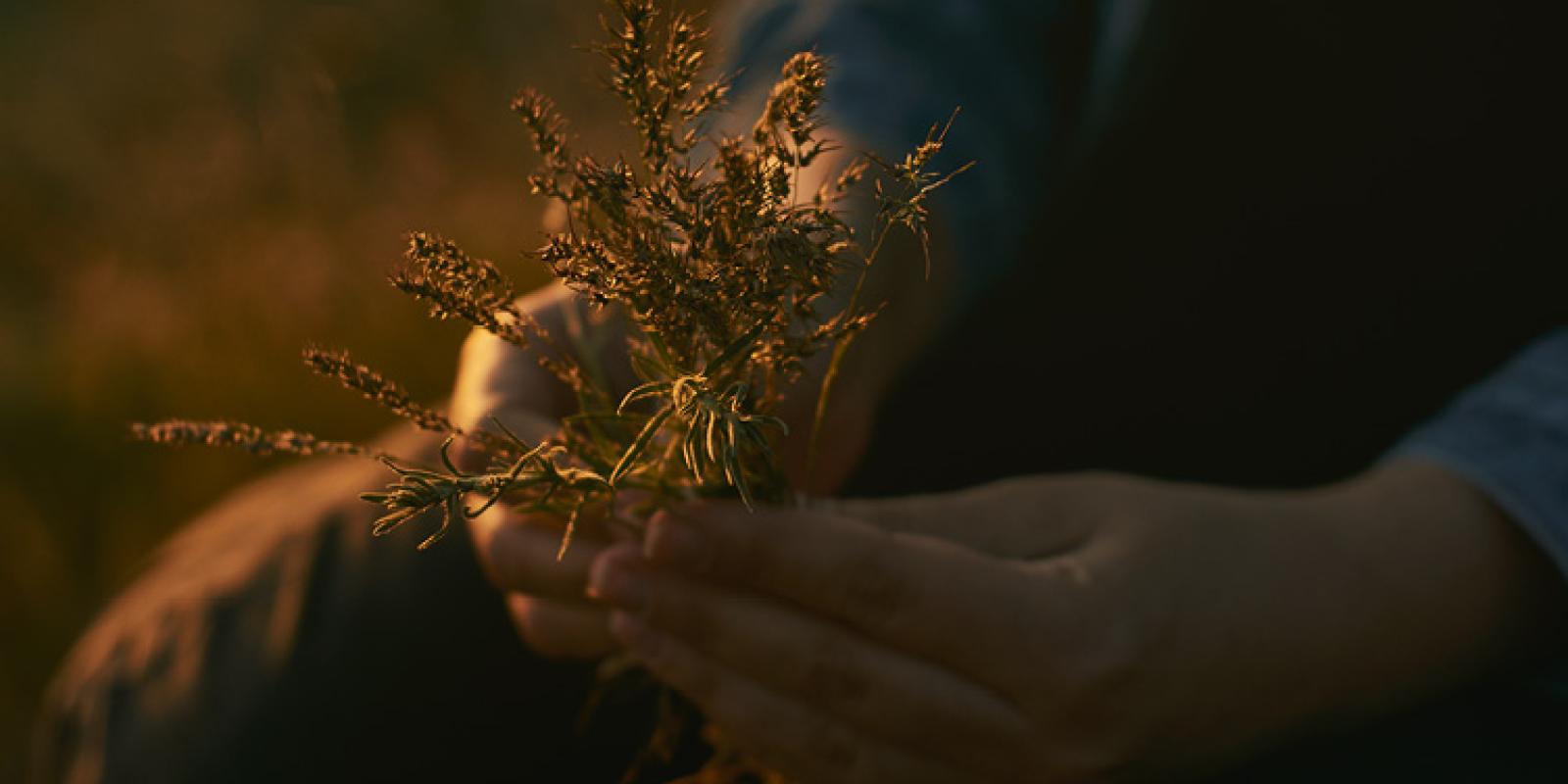 Hands holding a bundle of flowers