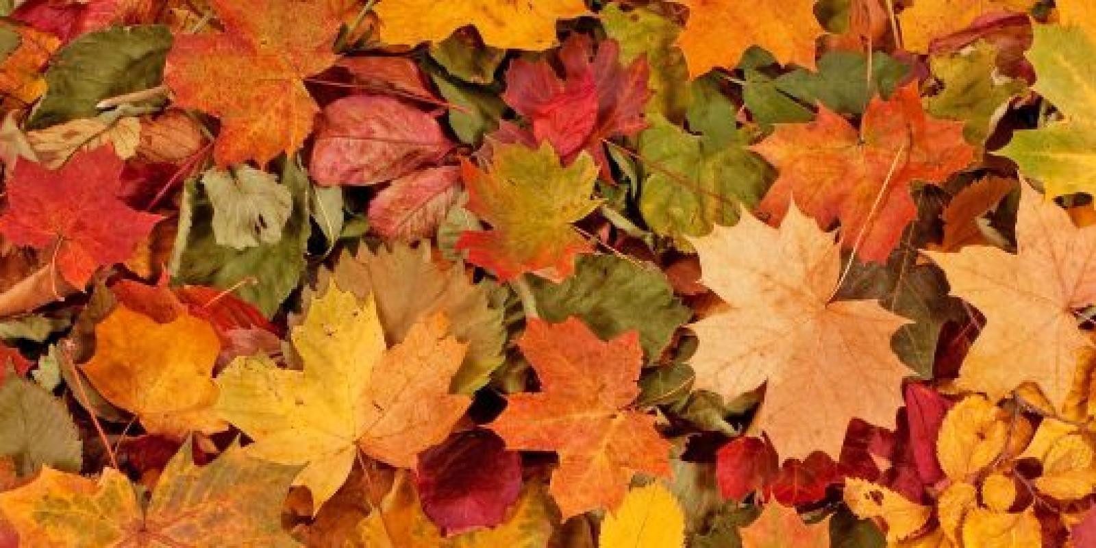 Fall leaves