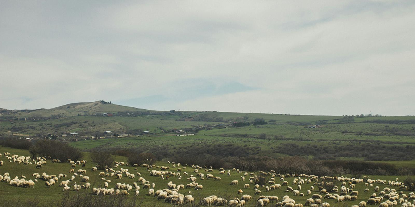 Pasture with sheep