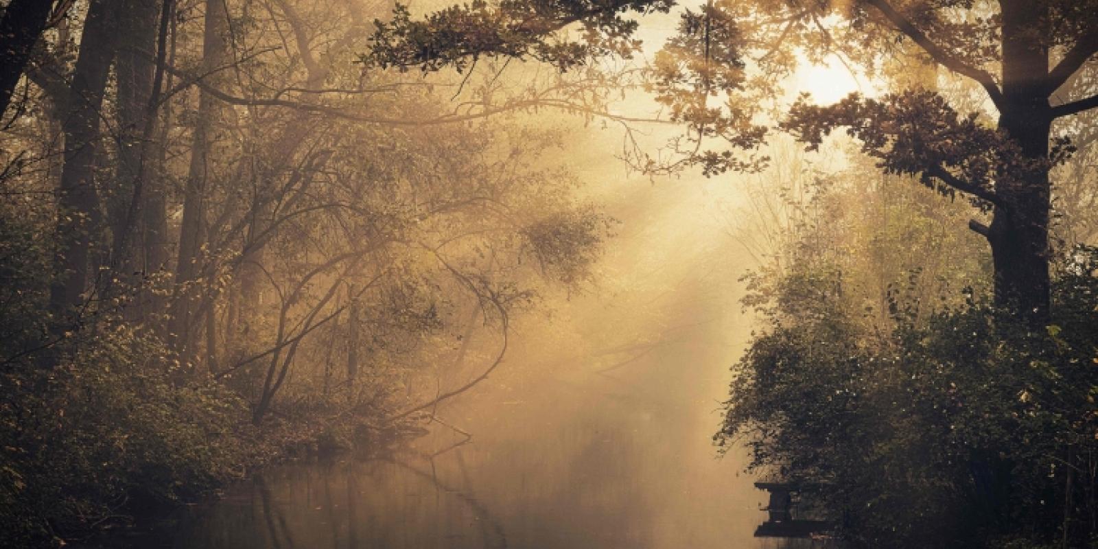 trees by streams of water