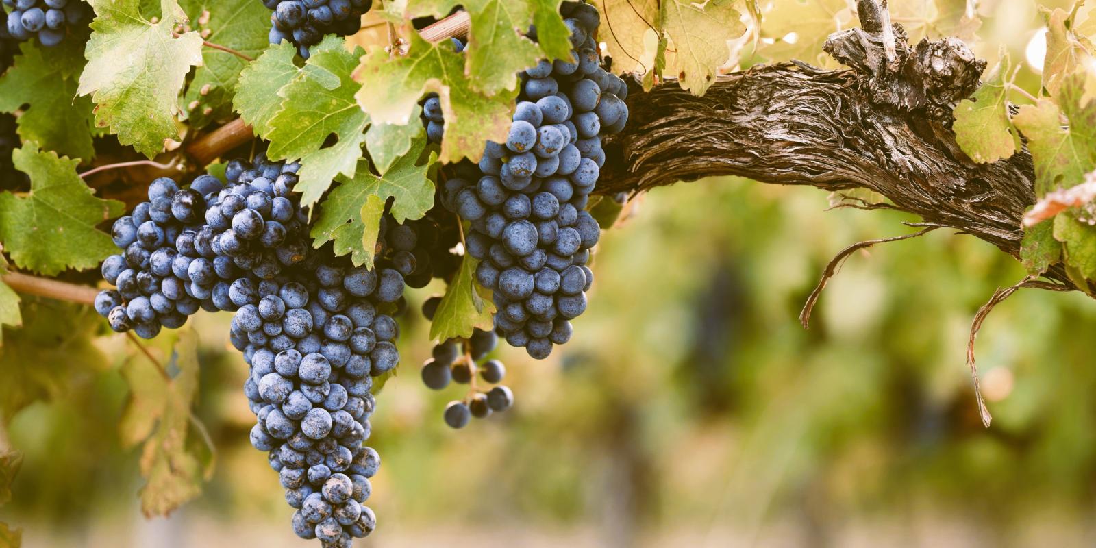 Grapes