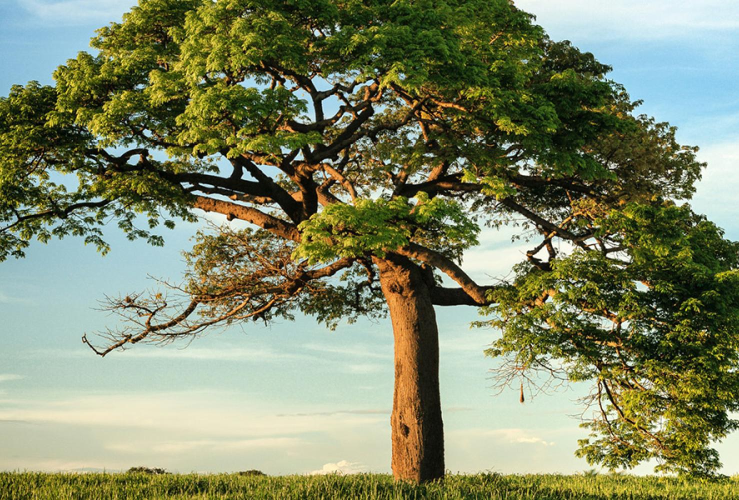 Large Tree