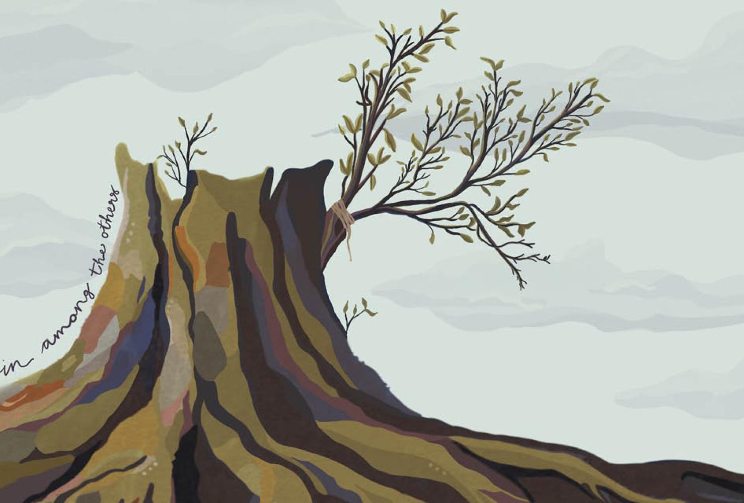 Olive tree stump with grafted on branch